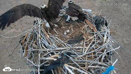 City of Loveland Ospreys Live Cam - Apr 25, 2026, 6:26am MDT