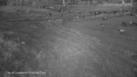 City of Loveland Ospreys Live Cam - Nov 9, 2025, 5:23pm MST