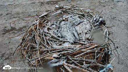 City of Loveland Ospreys Live Cam - May 5, 2026, 6:31am MDT