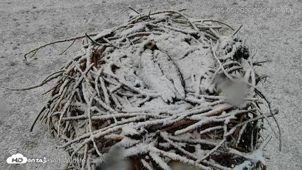 City of Loveland Ospreys Live Cam - May 5, 2026, 6:59am MDT