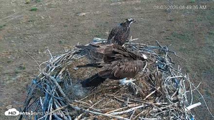 City of Loveland Ospreys Live Cam - Aug 3, 2026, 8:50am MDT