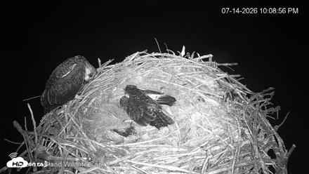 City of Loveland Ospreys Live Cam - Jul 14, 2026, 10:09pm MDT