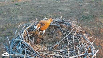 City of Loveland Ospreys Live Cam - Jul 18, 2026, 6:03am MDT
