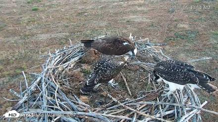 City of Loveland Ospreys Live Cam - Jul 10, 2026, 5:45am MDT