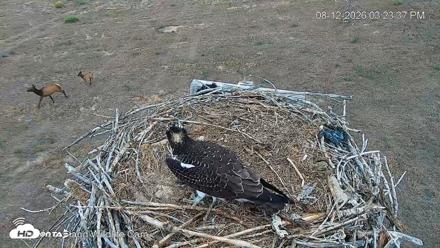 City of Loveland Ospreys Live Cam - Aug 12, 2026, 3:24pm MDT