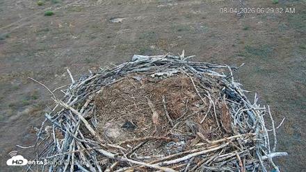 City of Loveland Ospreys Live Cam - Aug 4, 2026, 6:30am MDT