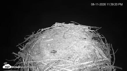 City of Loveland Ospreys Live Cam - Aug 11, 2026, 11:39pm MDT