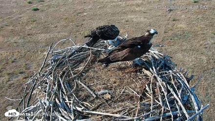 City of Loveland Ospreys Live Cam - Jul 21, 2026, 5:29pm MDT