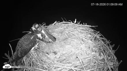 City of Loveland Ospreys Live Cam - Jul 18, 2026, 1:09am MDT