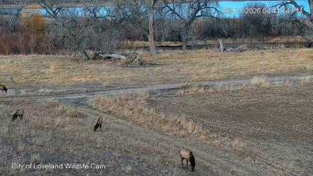 City of Loveland Ospreys Live Cam - Feb 11, 2026, 4:41pm MST