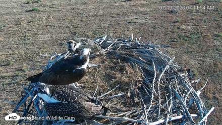 City of Loveland Ospreys Live Cam - Jul 19, 2026, 7:12am MDT