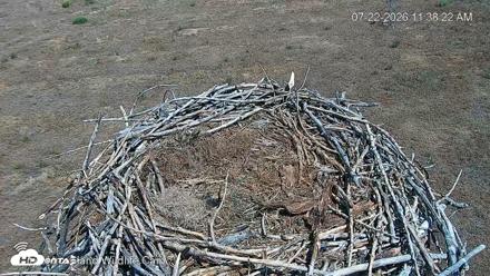 City of Loveland Ospreys Live Cam - Jul 22, 2026, 11:39am MDT