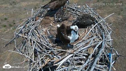 City of Loveland Ospreys Live Cam - Jun 23, 2026, 12:06pm MDT
