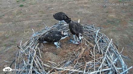 City of Loveland Ospreys Live Cam - Jul 23, 2026, 8:29am MDT