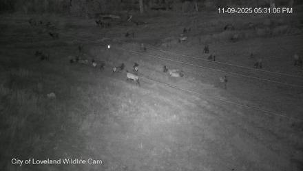 City of Loveland Ospreys Live Cam - Nov 9, 2025, 5:31pm MST