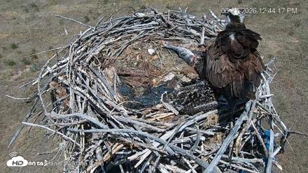 City of Loveland Ospreys Live Cam - Jun 21, 2026, 12:45pm MDT