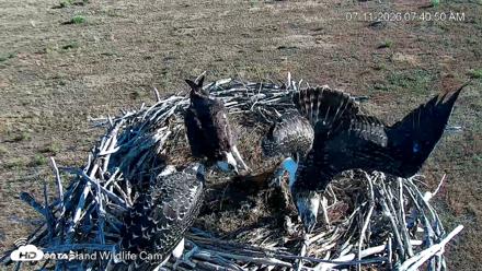 City of Loveland Ospreys Live Cam - Jul 11, 2026, 7:42am MDT