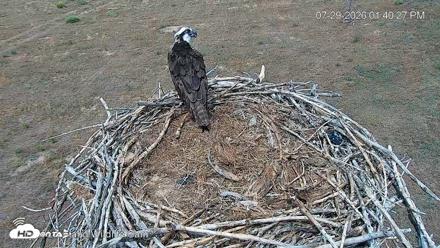City of Loveland Ospreys Live Cam - Jul 29, 2026, 1:41pm MDT