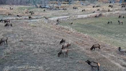 City of Loveland Ospreys Live Cam - Nov 20, 2025, 7:19am MST