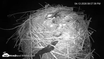 City of Loveland Ospreys Live Cam - Apr 12, 2026, 8:58pm MDT
