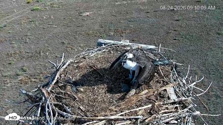 City of Loveland Ospreys Live Cam - Aug 24, 2026, 9:11am MDT