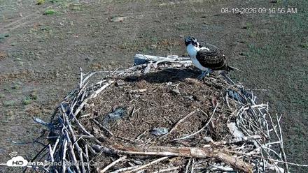 City of Loveland Ospreys Live Cam - Aug 19, 2026, 9:18am MDT