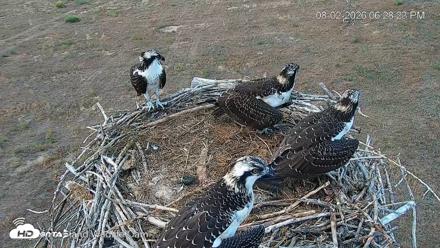 City of Loveland Ospreys Live Cam - Aug 2, 2026, 6:29pm MDT