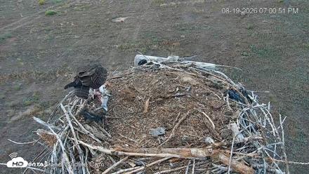 City of Loveland Ospreys Live Cam - Aug 19, 2026, 7:01pm MDT