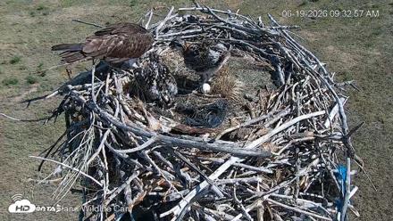 City of Loveland Ospreys Live Cam - Jun 19, 2026, 9:33am MDT