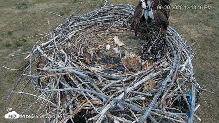 City of Loveland Ospreys Live Cam - Jun 20, 2026, 12:19pm MDT