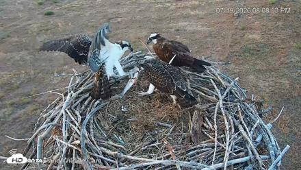City of Loveland Ospreys Live Cam - Jul 19, 2026, 8:09pm MDT