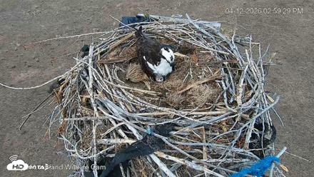 City of Loveland Ospreys Live Cam - Apr 12, 2026, 3:00pm MDT