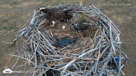 City of Loveland Ospreys Live Cam - Jun 24, 2026, 8:30am MDT