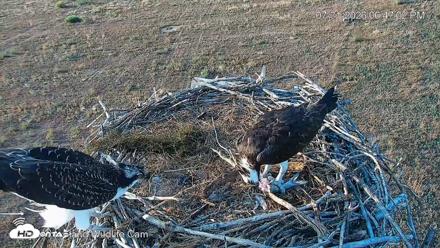 City of Loveland Ospreys Live Cam - Jul 31, 2026, 6:47pm MDT
