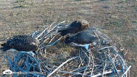 City of Loveland Ospreys Live Cam - Jul 17, 2026, 6:44am MDT