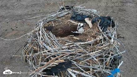 City of Loveland Ospreys Live Cam - May 7, 2026, 5:58pm MDT