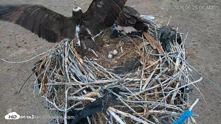 City of Loveland Ospreys Live Cam - Apr 25, 2026, 6:26am MDT