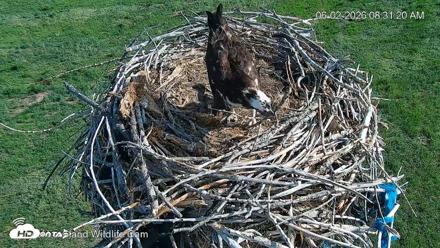 City of Loveland Ospreys Live Cam - Jun 2, 2026, 8:31am MDT