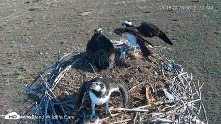 City of Loveland Ospreys Live Cam - Aug 18, 2026, 8:26am MDT