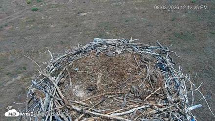 City of Loveland Ospreys Live Cam - Aug 3, 2026, 12:14pm MDT