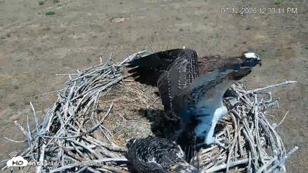 City of Loveland Ospreys Live Cam - Jul 12, 2026, 12:34pm MDT