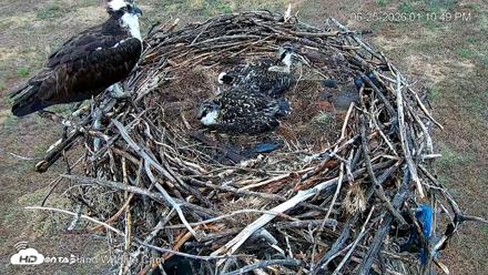 City of Loveland Ospreys Live Cam - Jun 25, 2026, 1:13pm MDT