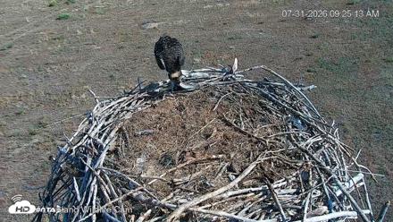 City of Loveland Ospreys Live Cam - Jul 31, 2026, 9:26am MDT