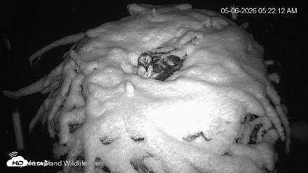City of Loveland Ospreys Live Cam - May 6, 2026, 5:22am MDT