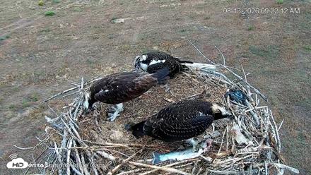 City of Loveland Ospreys Live Cam - Aug 13, 2026, 9:24am MDT