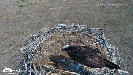 City of Loveland Ospreys Live Cam - Aug 8, 2026, 10:14am MDT