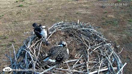 City of Loveland Ospreys Live Cam - Jul 16, 2026, 7:44am MDT