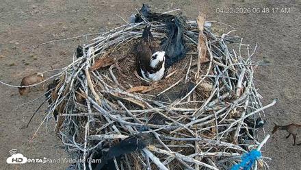 City of Loveland Ospreys Live Cam - Apr 22, 2026, 6:49am MDT