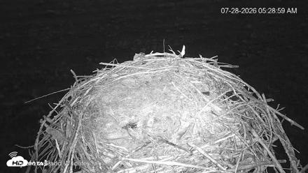 City of Loveland Ospreys Live Cam - Jul 28, 2026, 5:30am MDT