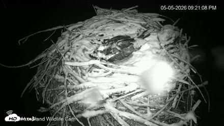City of Loveland Ospreys Live Cam - May 5, 2026, 9:21pm MDT